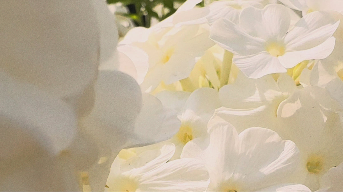 Video laden: 